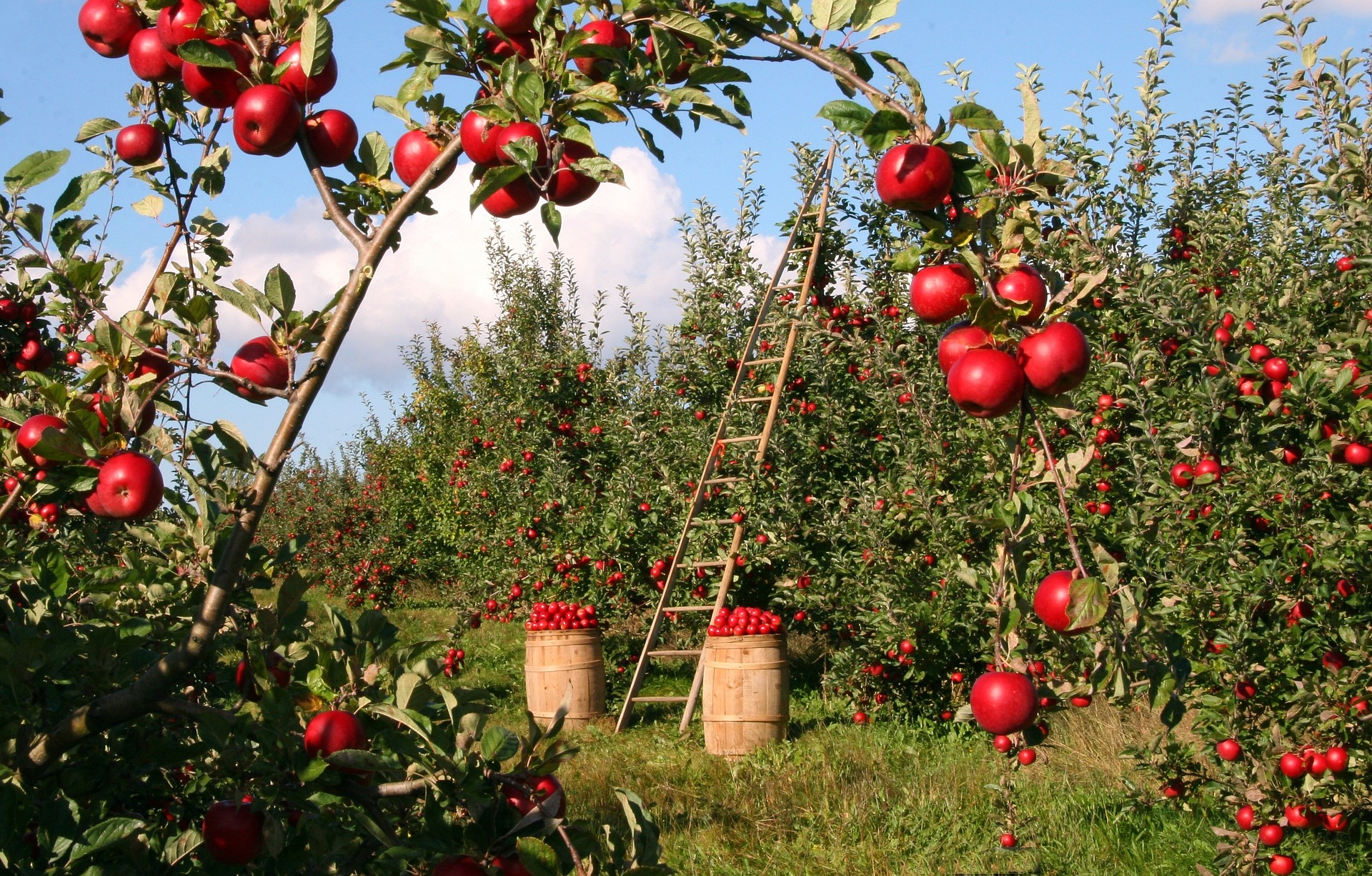 Apple orchard in Wales